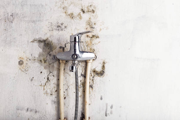 Best Mold Remediation Experts  in Pacific, WA