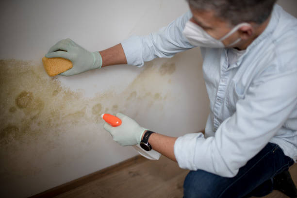 Best Commercial Mold Removal  in Pacific, WA